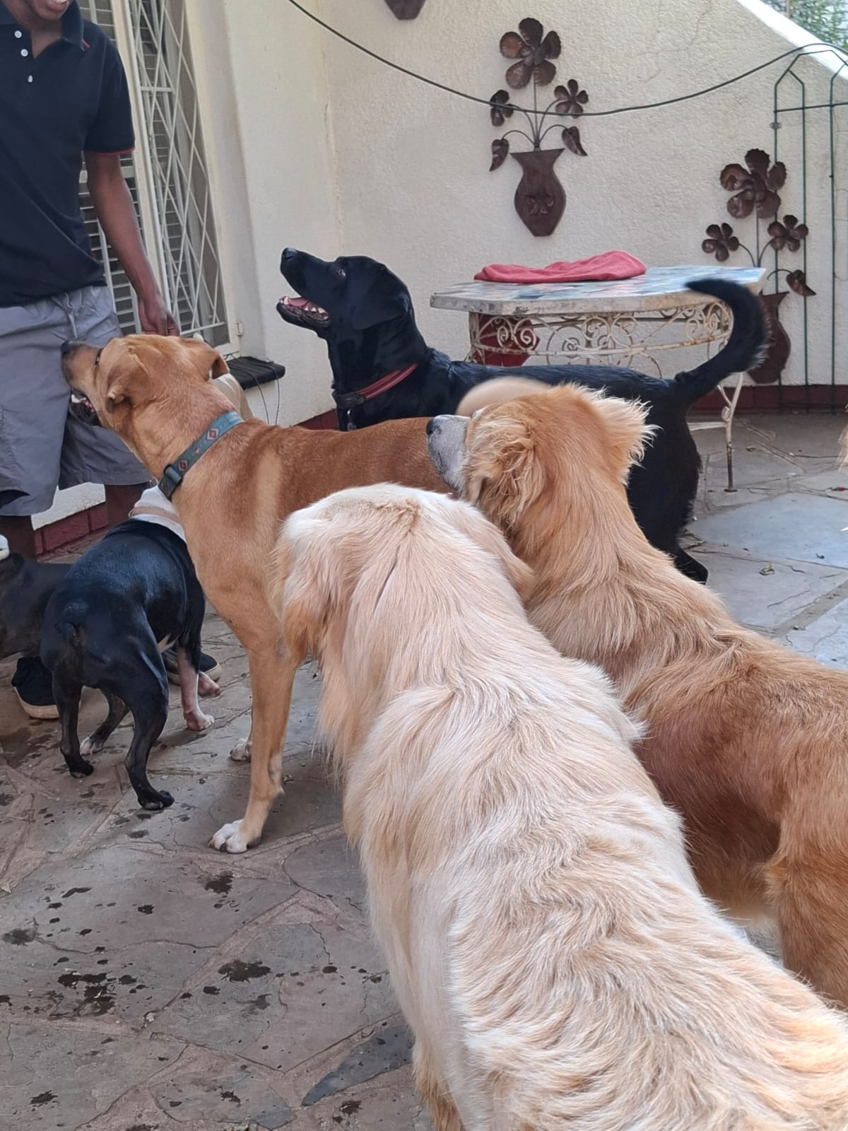 Pawsome Pups in action